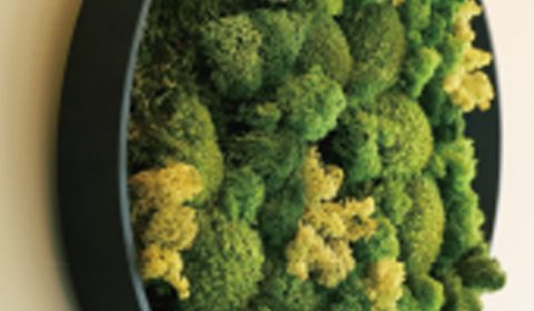 ノルディックモス – 大自然で生まれた神秘的なNordic Moss